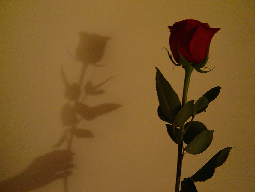 Una rosa per te, rosa, natura morta, ombra, rosso Sfondo HD