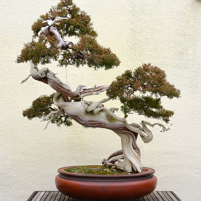 Calm Zen Lake and Bonsai Trees in Tokyo Garden