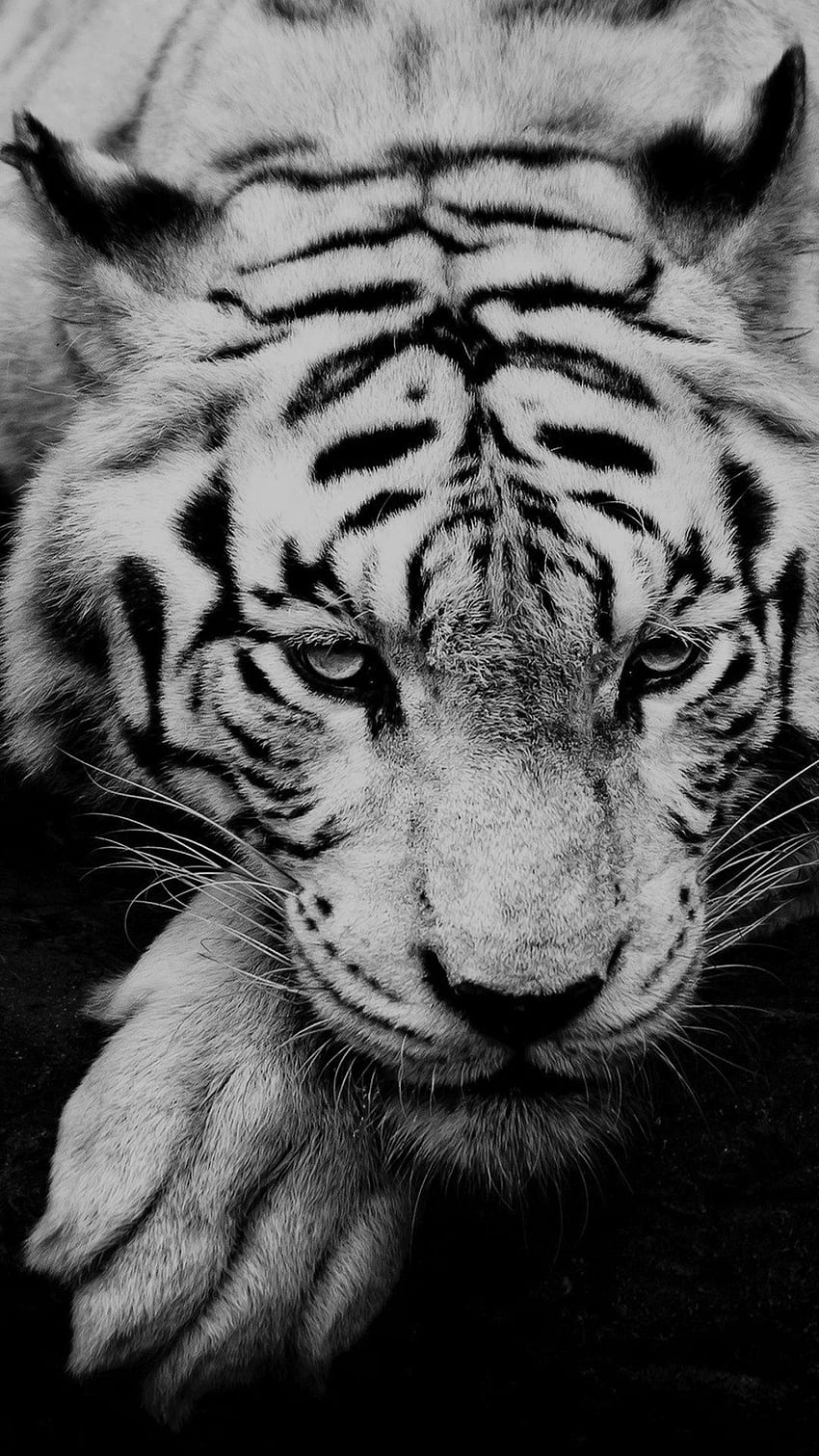 Retrato de tigre en blanco y negro fondo de pantalla del teléfono