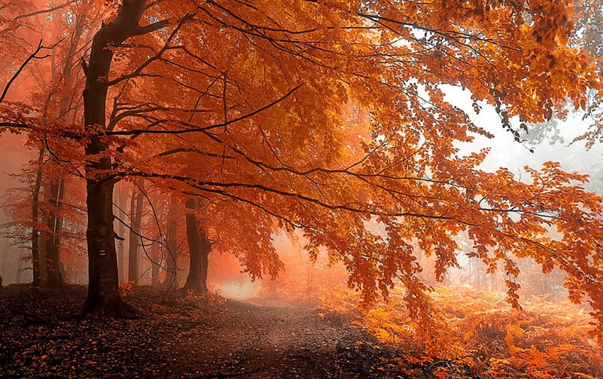 Herbstlicher Weg, Dämmerung, Morgennebel, neblig, Bäume, schön, Herbstlaub, Orange, Wald HD-Hintergrundbild