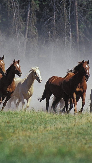 Seven Running Horses -, 7 Horses HD phone wallpaper | Pxfuel