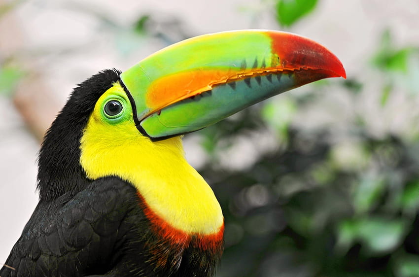 Animali, becco, multicolore, eterogeneo, tucano, uccello tropicale Sfondo HD