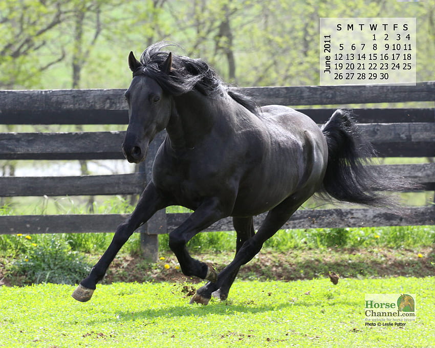2011 June Horse, horses, black, running, animals HD wallpaper