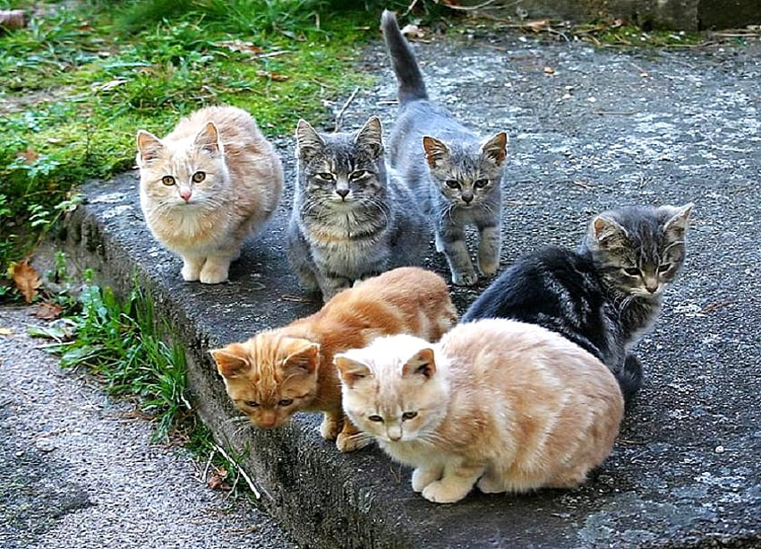 Kucing-kucingan, luar, hitam, nongkrong, abu-abu, coklat putih, kucing, enam, oranye Wallpaper HD
