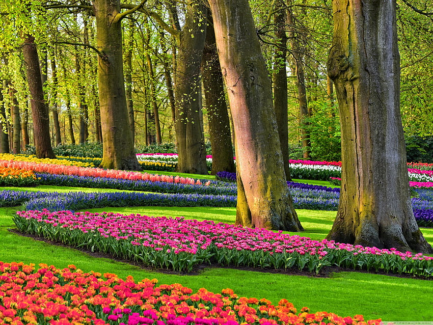 Colorful Spring Gardens, Holland, Netherlands Ultra Background para U TV : & UltraWide & Laptop : Tablet : Smartphone, Holland Flowers fondo de pantalla