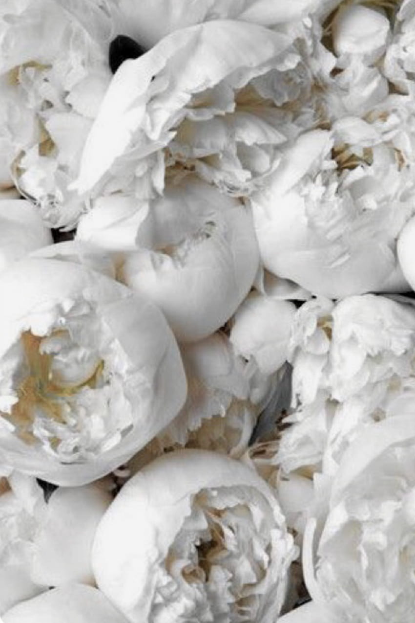 White Peonies. Peonies background, Flower background, Peony, Peonies iPhone HD phone wallpaper