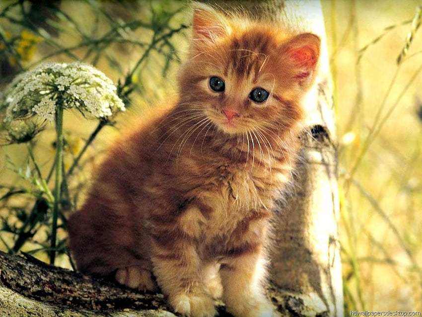 Background – for, Cats and Kittens HD wallpaper | Pxfuel