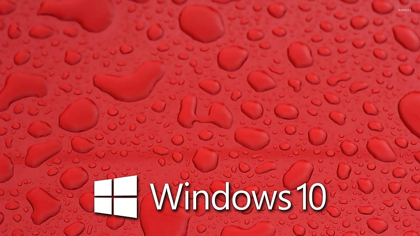 Windows 10 em hortênsias azuis [4] - Computador . papel de parede HD