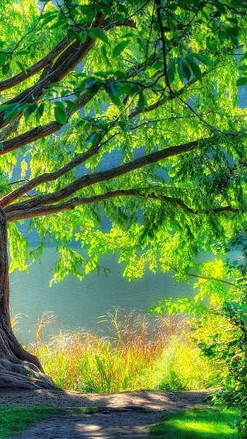 Hd Backgrounds 1080p Free | 3d nature wallpaper, Nature wallpaper, Hd  nature wallpapers