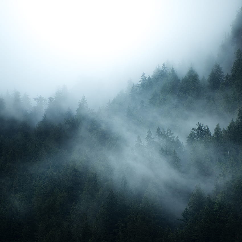 British Columbia Foggy Forest Resolution , Nature , , and Background, Foggy Aesthetic HD phone wallpaper