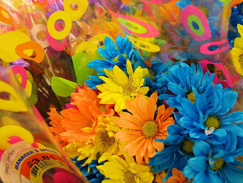 꽃, 국화, 꽃다발, 밝게, 포장, 형형색색, 그래픽 HD 월페이퍼
