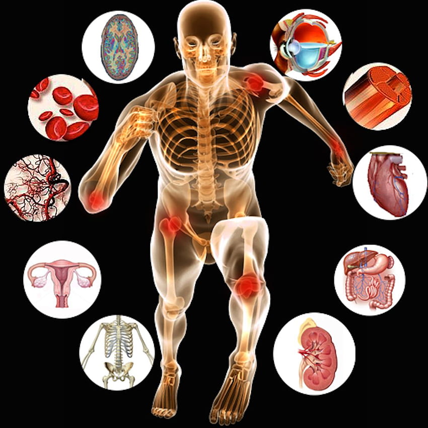 Fisiologia Humana Órgãos Clipart Anatomia Humana, Cinesiologia Papel de parede de celular HD