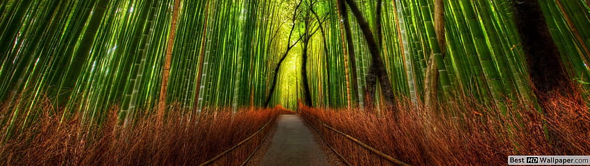 Alberi di bambù e foresta, 3200X900 Sfondo HD