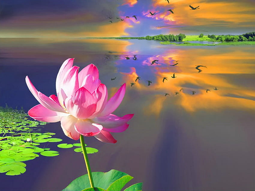 Lonely flower, lonely, pink, lilly, reflection, lotos, flower, clouds, sky, water, ponf HD wallpaper