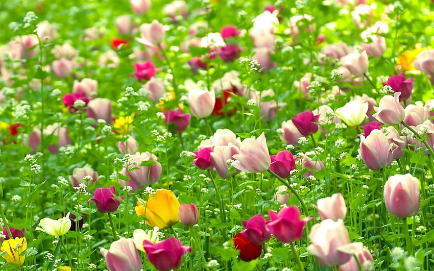 자연, 꽃, 튤립, 여름, 필드 HD 월페이퍼