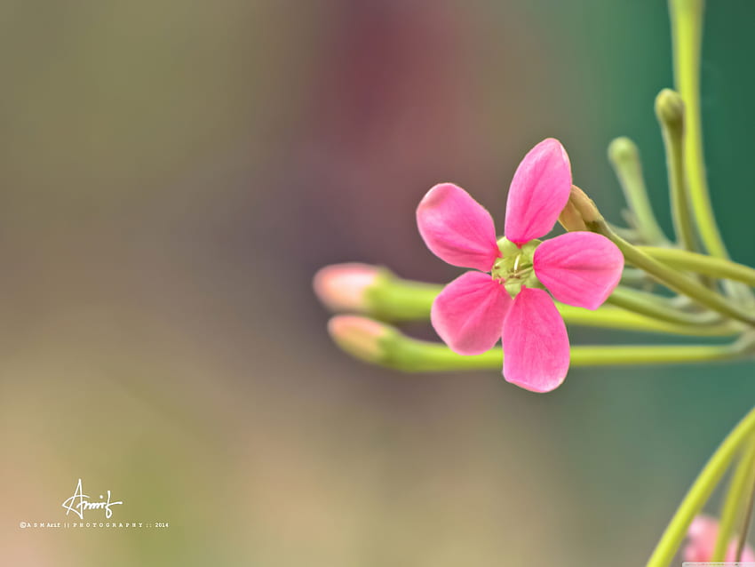 อัลตร้าดอกไม้เล็กสีชมพู วอลล์เปเปอร์ HD