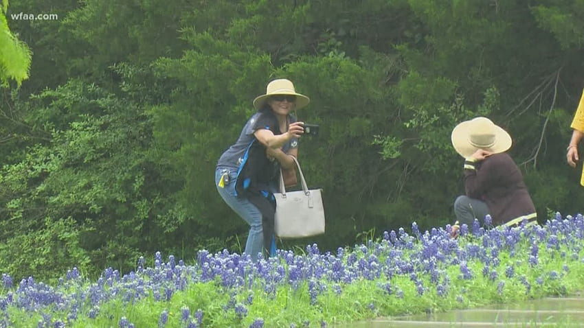 Texas Bluebonnets in voller Blüte: Tipps, um das Beste zu nehmen HD-Hintergrundbild