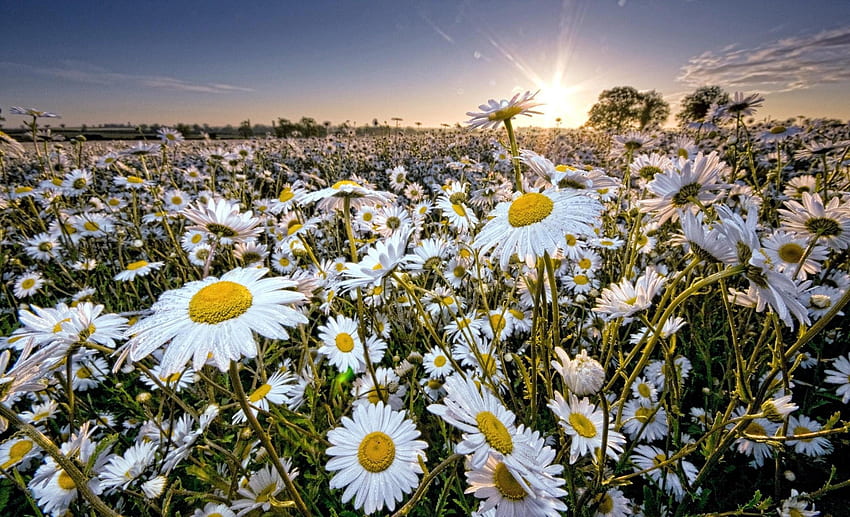 Daisy, Field, Sun, Rays, Sky . Mocah, Rustic Daisy HD wallpaper