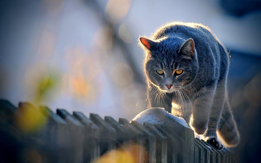 สัตว์ แมว รั้ว สายตา ความคิดเห็น เดินเล่น แสงแดด วอลล์เปเปอร์ HD
