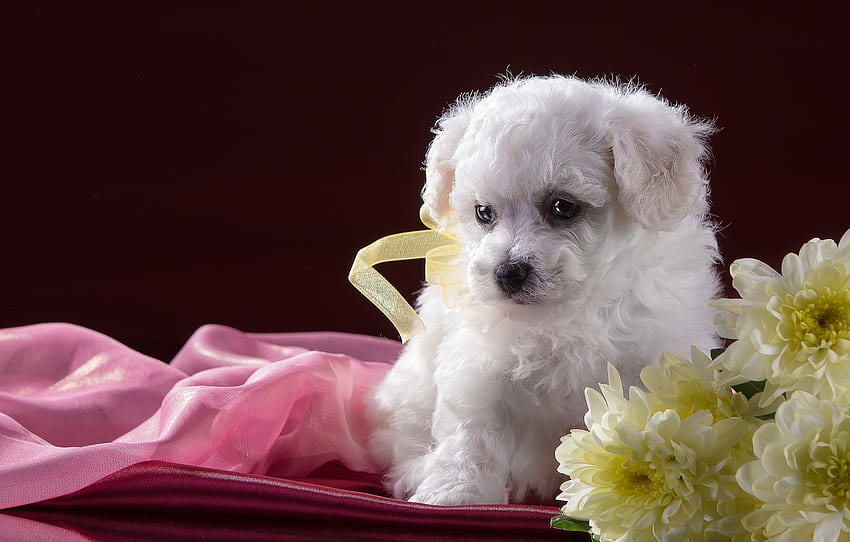 สีขาว ดอกไม้ ลูกสุนัข ดอกเบญจมาศ Bichon Frise สำหรับ ส่วน собаки วอลล์เปเปอร์ HD