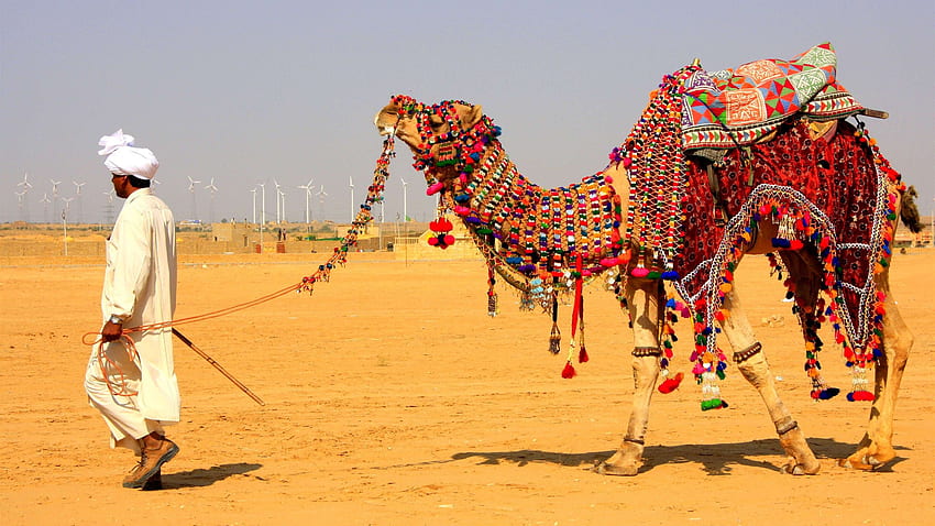 Камила, декорирана в сафари в пустинята Джайсалмер, Раджастан HD тапет