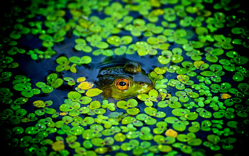 Little Peeper, duckweed, frog, animals, pond HD wallpaper