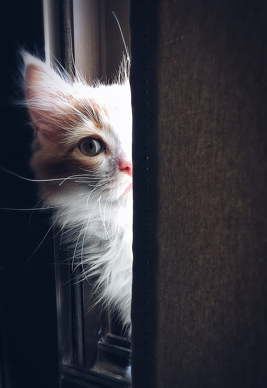 79, Stok Kucing Lucu Terbaik & · 100% Royalti, Cinta Kucing wallpaper ponsel HD
