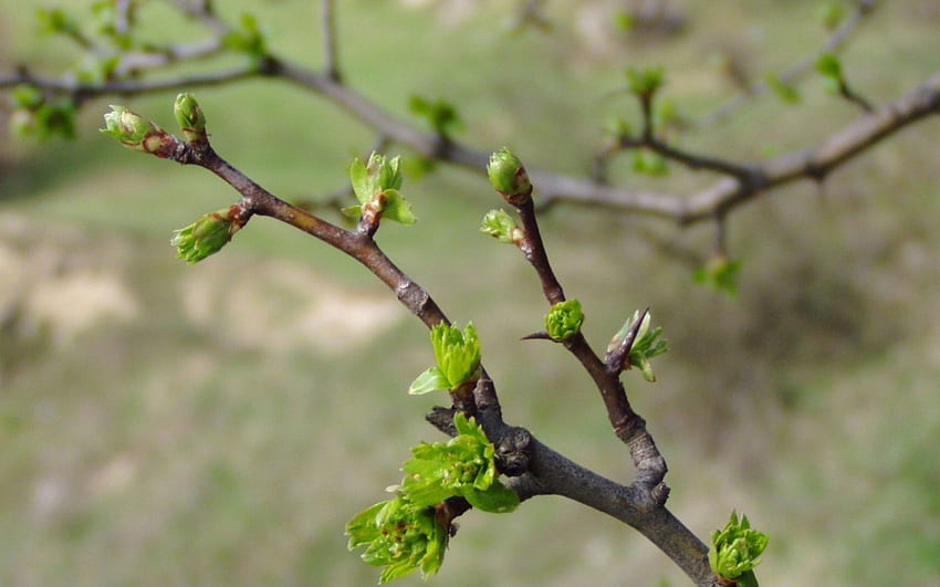 Primavera, ramo, germoglio, verde, foglia, natura Sfondo HD