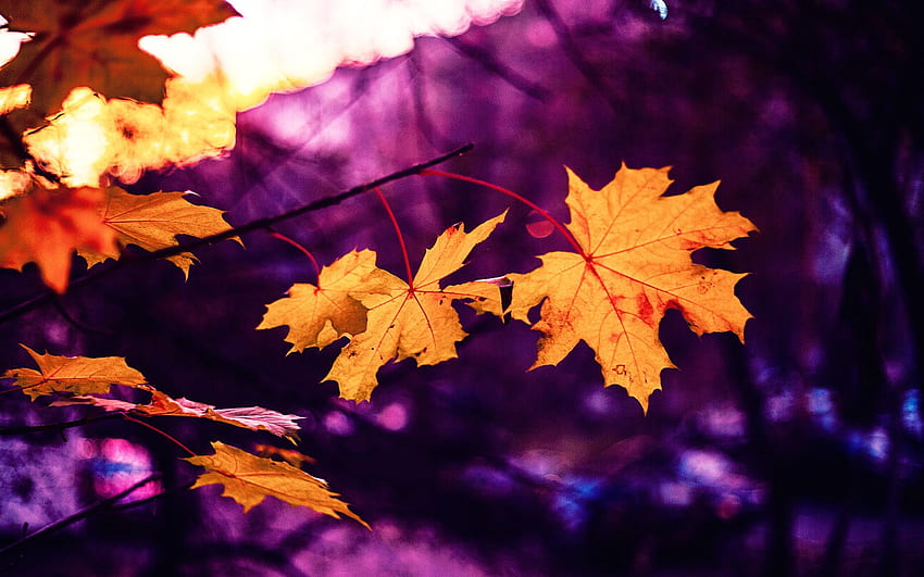 maple, leaves, autumn, blur HD wallpaper