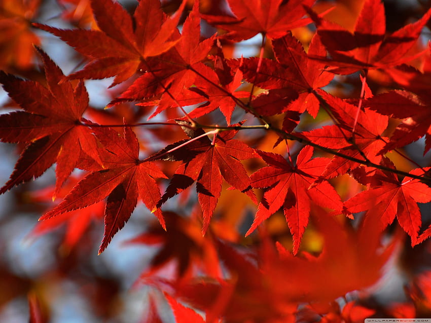 Red Japanese Maple Leaves ❤ for Ultra, Japanese Sunset HD wallpaper