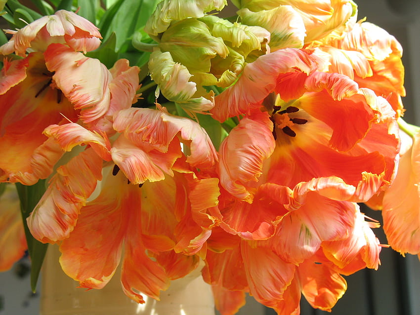 tulips for fireangls4, orange, tulips, spring, joyful HD wallpaper