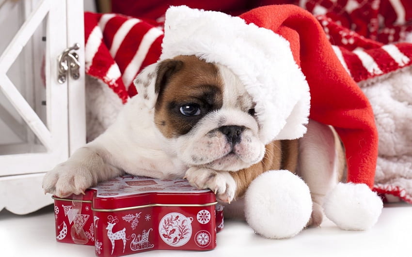크리스마스 강아지, 동물, 개, 강아지, craciun, 크리스마스, 귀여운, 산타 모자, 프랑스 불독 HD 월페이퍼