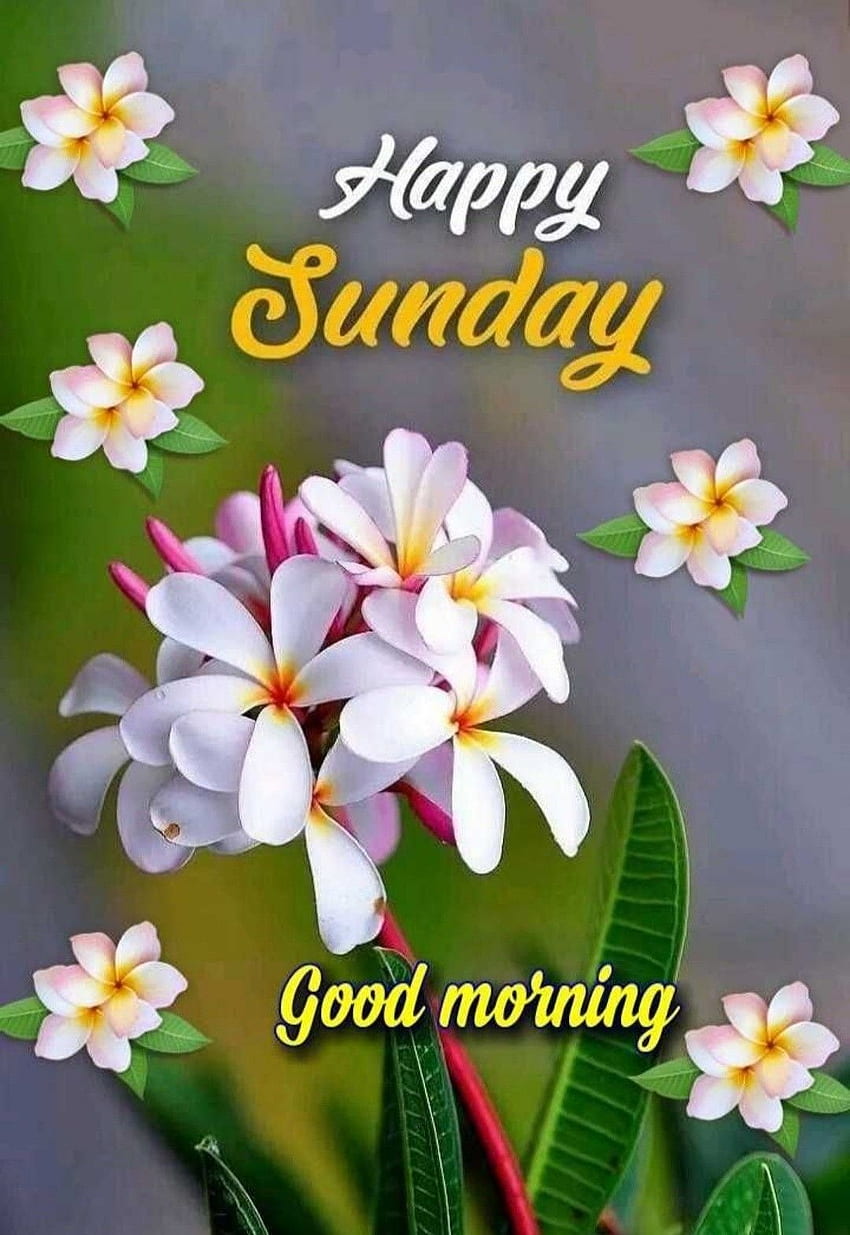 Happy Sunday Greetings. Happy sunday , Good morning happy sunday, Sunday greetings HD phone wallpaper