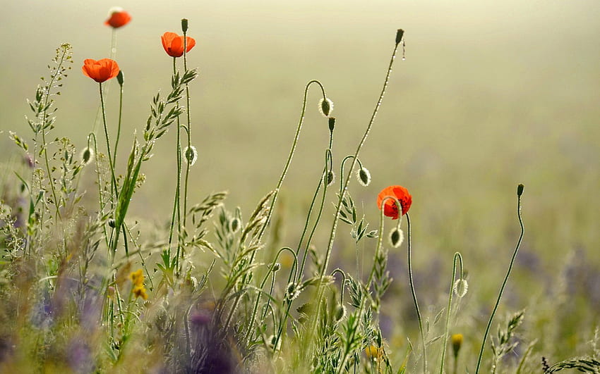 Mohnfeld, Wiese, schön, Gras, einsam, schön, Sommer, Mohn, zart, hübsch, Feld, rot, Natur, Blumen, lieblich, Harmonie HD-Hintergrundbild