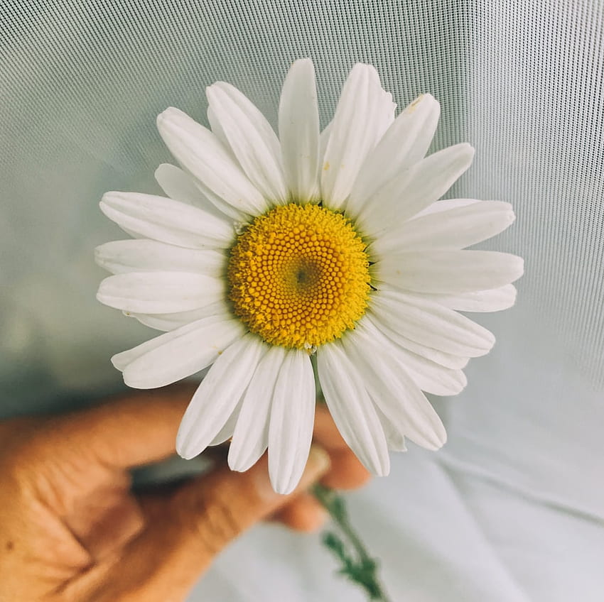 Daisy flower, hoa cúc với vẻ đẹp phóng khoáng, tự do và tươi sáng tuyệt đẹp. Chắc chắn bạn sẽ tìm thấy cảm hứng và niềm hạnh phúc khi đắm mình trong những hình ảnh về loài hoa này.