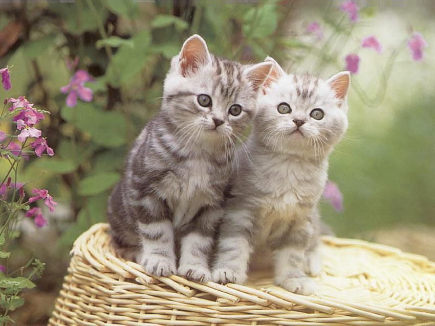 Cute kittens, cats, cute, pretty, kittens HD wallpaper