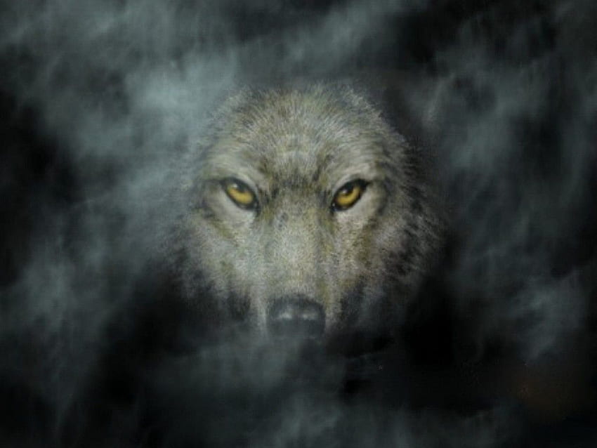 Serigala Bahaya, Serigala Abu-abu Wallpaper HD