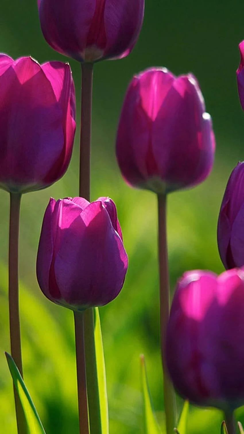 Schönes lila Tulpen iPhone 6. IPhone HD-Handy-Hintergrundbild