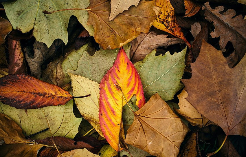 가을, 잎, 매크로, 배경, , , 색상, 잎, , 잎, , 배경, 전체 화면, , , 전체 화면 , 섹션 макро, 갈색 잎 HD 월페이퍼