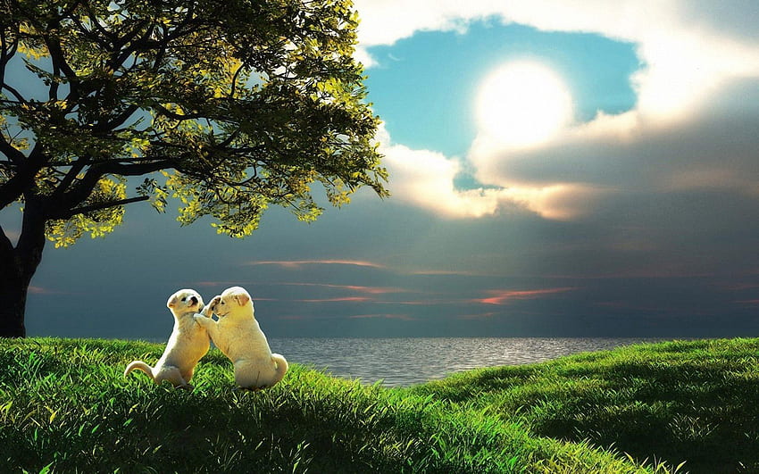 Animals, Nature, Sunset, Couple, Pair, Puppy, Play, Toddlers, Kids HD wallpaper