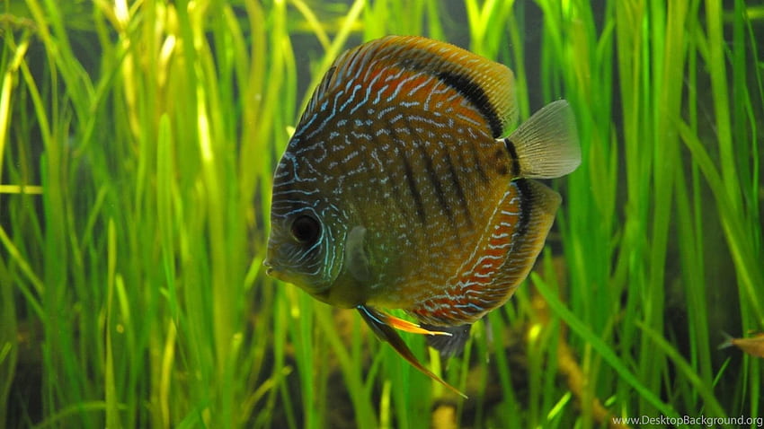 Fish Discus Background HD wallpaper