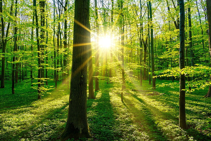 朝の森、光線、輝き、朝、美しい、草、春、日の出、夏、木、太陽、森 高画質の壁紙