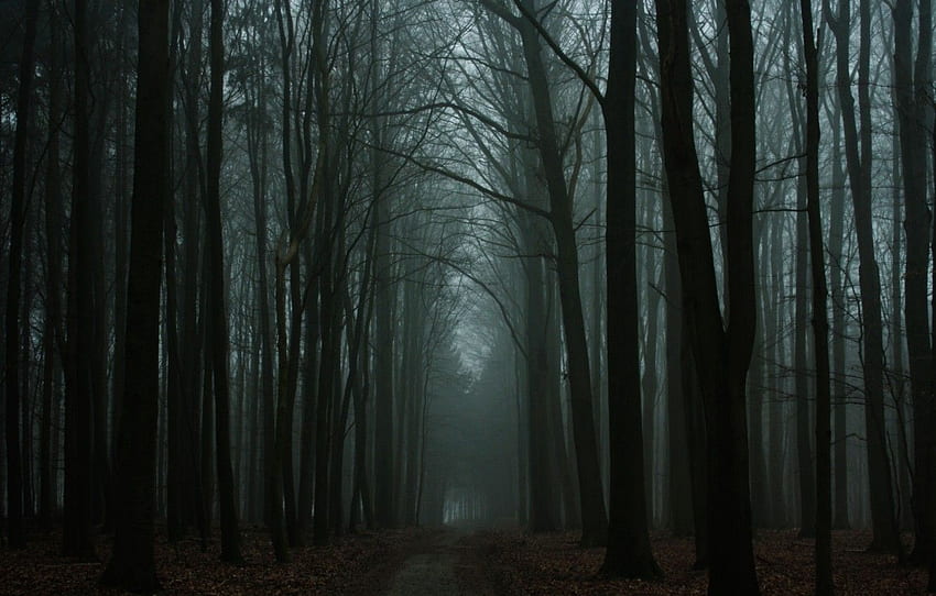 otoño, bosque, oscuro, bosque, camino, Otoño para, sección природа, Dark Forest Road fondo de pantalla