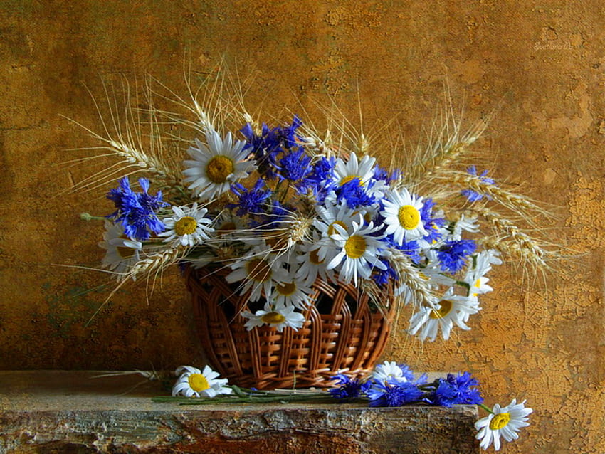 Still life, blue, beautiful, nice, daisies, basket, delicate, pretty, flowers, lovely, harmony HD wallpaper