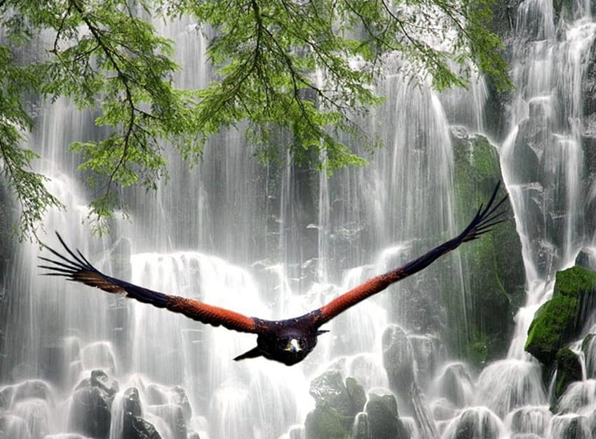 Belle cascate e Aquila, mosche d'aquila, alberi dalle foglie verdi, scogliere, bellissime cascate Sfondo HD
