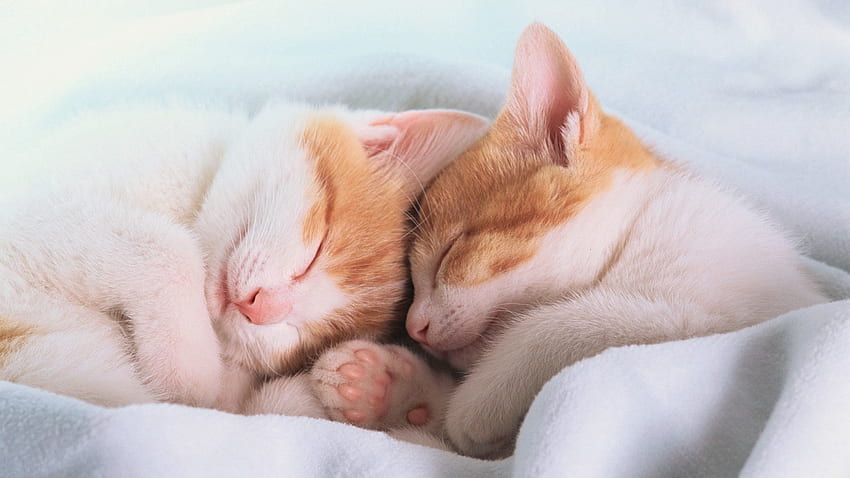 Animals, Ears, Dream, Sleep, Paws, Kittens, Blanket, Are Sleeping HD wallpaper