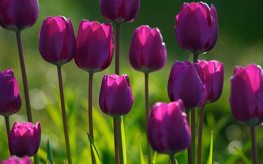 Tulipanes Púrpuras Flores de Primavera Cremación de Carolina fondo de pantalla