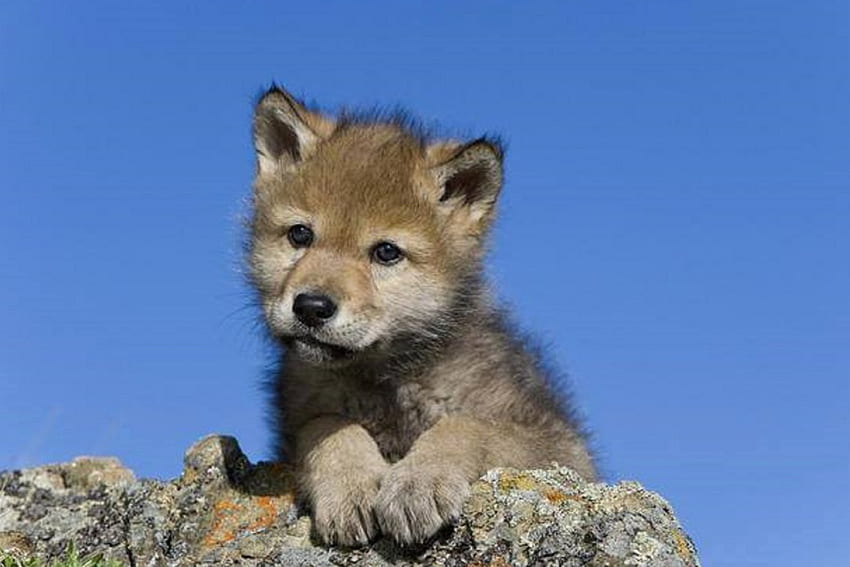 I'M LITTLE BUT A REAL WOLF ลูกสุนัข Wolves ลูก สัตว์ หมาป่า ท้องฟ้า ธรรมชาติ วอลล์เปเปอร์ HD