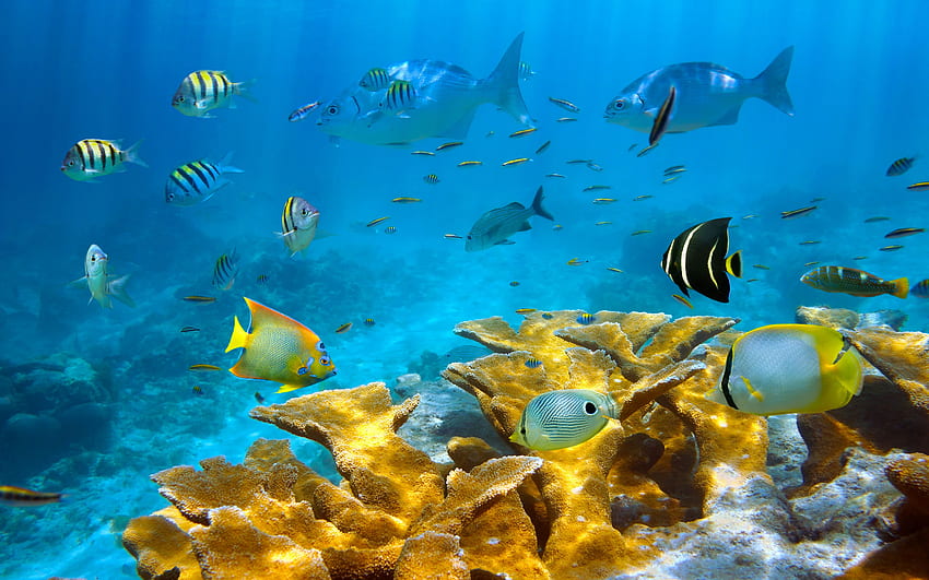 Sea Seabed With Colorful Fish And Coral HD wallpaper