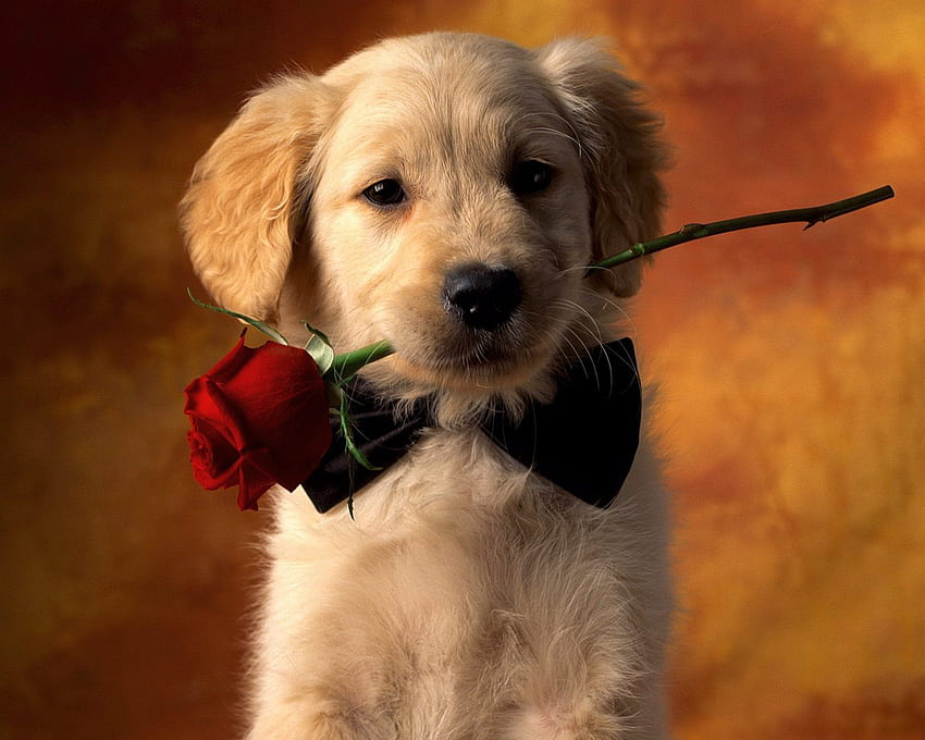 For You, dog, rose, cute, animals HD wallpaper